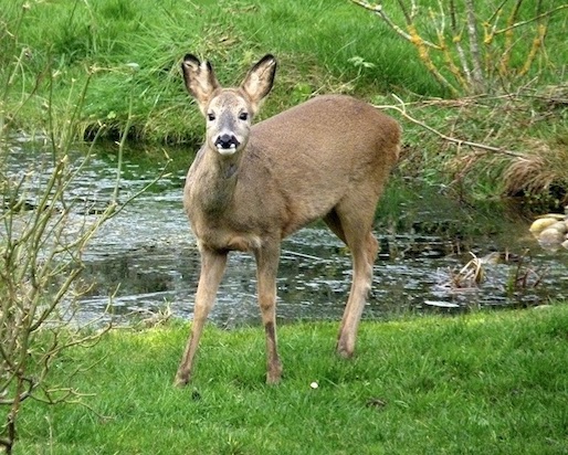 roe